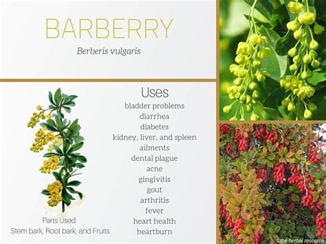 berberis health benefits